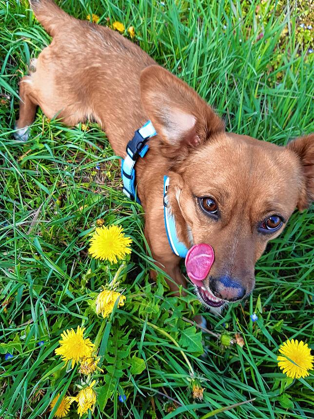 Der Hund von Yvonne Luft.