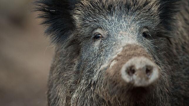 In Baden-Württemberg gibt es weitere Fälle von Schweinepest. (Symbolbild)
