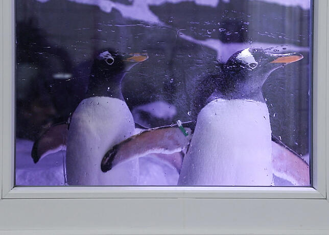 Bild 8: Verborgenes Konstanz: Wie ein Team von Aquaristen im Sea Life eine künstliche Unterwasserwelt zum Leben erweckt