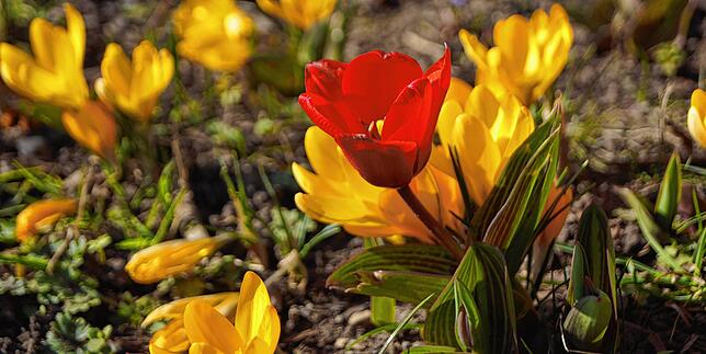 Bild 1: Bilder von der Mainau: Dieser Rundgang zeigt das Frühlingserwachen auf der Insel
