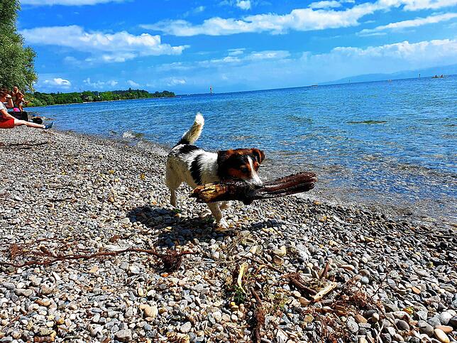 Für Vierbeiner ist das Planschen im Bodensee eine angenehme Erfrischung.