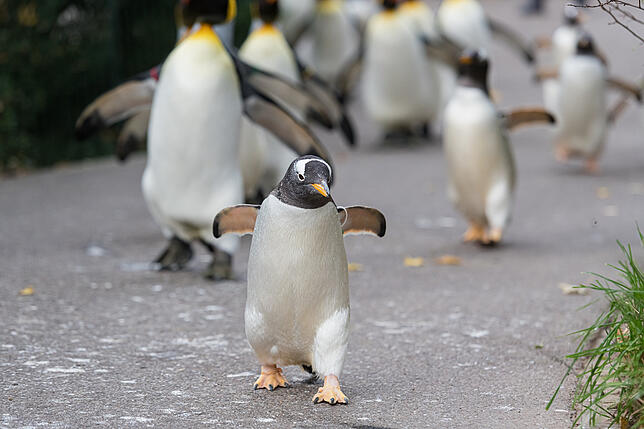 Eselspinguine interessieren sich für auf dem Boden liegende Gegenstände.