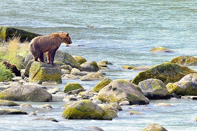 Eine Braunbärin auf der Suche nach Lachsen in Alaska.