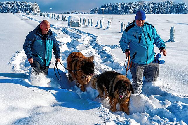 Henry Siedeniedel (links) und Rene Wellinger sind mit ihren beiden „Leonberger“ Hunden beim Zollhaus im Schnee unterwegs.