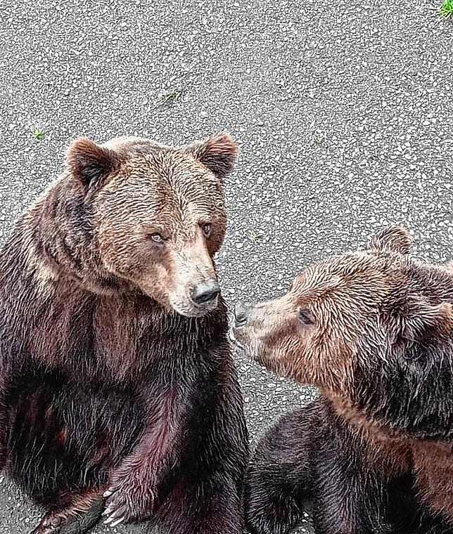 Bellisarius und Justinia aus dem Wildpark Allensbach.