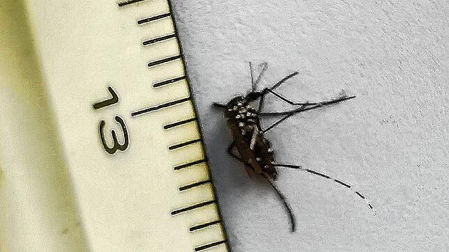 Sie ist nur ein paar Millimeter groß: Die Tigermücke, die der Konstanzer Biologe Michael Dienst, in seinem Garten entdeckt hat.