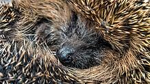 Ein Igel wurde bei den Vorbereitungsarbeiten auf der Trasse der B34 neu in Wyhlen entdeckt und umgesiedelt. Bild:  Patrick Pleul, dpa