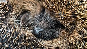Ein Igel wurde bei den Vorbereitungsarbeiten auf der Trasse der B34 neu in Wyhlen entdeckt und umgesiedelt. Bild:  Patrick Pleul, dpa