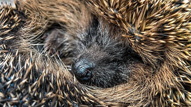 Ein Igel wurde bei den Vorbereitungsarbeiten auf der Trasse der B34 neu in Wyhlen entdeckt und umgesiedelt. Bild:  Patrick Pleul, dpa