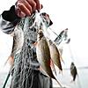 Ein Fischer hält einen Güster sowie andere Fische in der Hand. Sie wurden im Auftrag der Fischereiforschungsstelle Langenargen mit einem ...