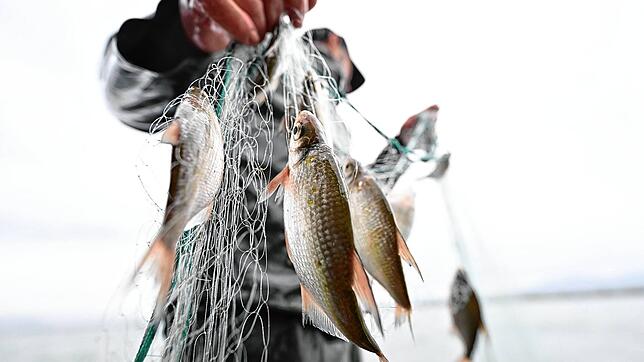 Ein Fischer hält einen Güster sowie andere Fische in der Hand. Sie wurden im Auftrag der Fischereiforschungsstelle Langenargen mit einem ...