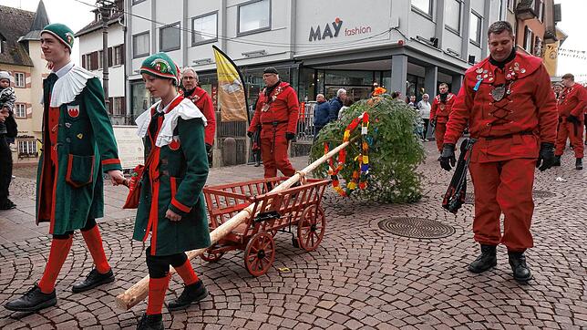 Klein aber fein: Ein Leiterwagen reicht, um beim Umzug den kleinen Narenbaum zu transportieren, der große wurde bereits beim ...