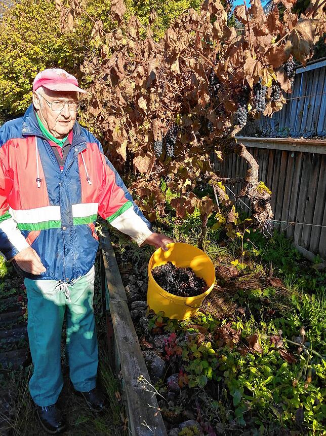 Manfred Storz bei der Weinlese auf dem Grüninger Rebberg.
