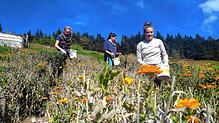 Alles in Handarbeit: Freiwillige Helferinnen ernten die Blüten der Ringelblumen, auch als Calendula bekannt.
