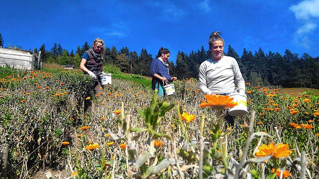 Alles in Handarbeit: Freiwillige Helferinnen ernten die Blüten der Ringelblumen, auch als Calendula bekannt.