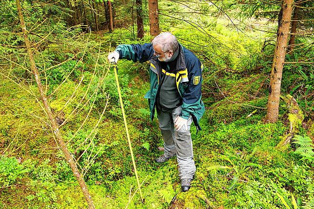 Förster Peter Gapp zeigt im Sommer dieses Jahres wie tief die Entwässerungsgräben sind, die vor rund 150 Jahren im Gemeindewald von ...
