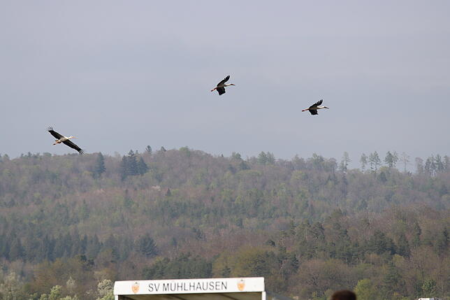Bild 5: Die besten Bilder vom Spitzenspiel der Bezirksliga Bodensee zwischen Mühlhausen und dem TSV Singen