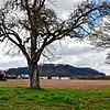 Die alte Mostbirne soll als Habitatbaum an der Grenze des neuen Baugebiets auf jeden Fall erhalten bleiben.