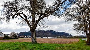 Die alte Mostbirne soll als Habitatbaum an der Grenze des neuen Baugebiets auf jeden Fall erhalten bleiben.