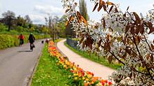 Die Radler sind wieder da, der Frühling auch! Hinter dieser Kupfer-Felsenbirne in Sipplingen blühen die Tulpen in Reih und Glied. Das ...