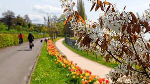 Die Radler sind wieder da, der Frühling auch! Hinter dieser Kupfer-Felsenbirne in Sipplingen blühen die Tulpen in Reih und Glied. Das ...
