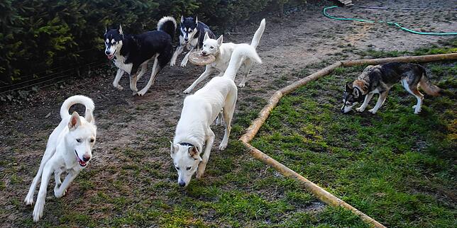 Spiel, Spaß, Spannung: Huskys müssen beschäftigt werden. Andreas Stocker aus Litzelstetten spielt mit seiner Rasselbande gerne Frisbee.