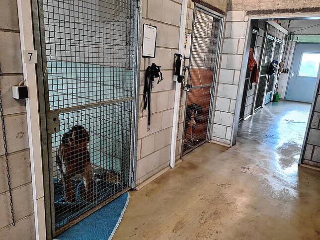 Blicks ins Hundehaus im Tierheim Radolfzell: Alle 16 Boxen sind aktuell belegt. Viele der Tiere sind verhaltensauffällig, einige tragen ...