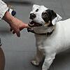 Therapiehund Alex ist ein temperamentvoller Jack-Russel-Terrier, der mit &bdquo;Frauchen&ldquo; Sanne Weber jeden Dienstag Senioren im ...