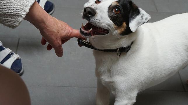 Therapiehund Alex ist ein temperamentvoller Jack-Russel-Terrier, der mit &bdquo;Frauchen&ldquo; Sanne Weber jeden Dienstag Senioren im ...