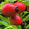 Frucht der Hagebutte.