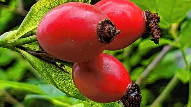 Frucht der Hagebutte.