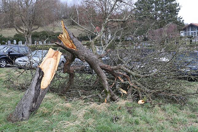 Direkt neben dem Parkplatz des Dettinger Friedhofs wurde dieser Baum abgeknickt. Autos wurden glücklicherweise nicht in Mitleidenschaft ...