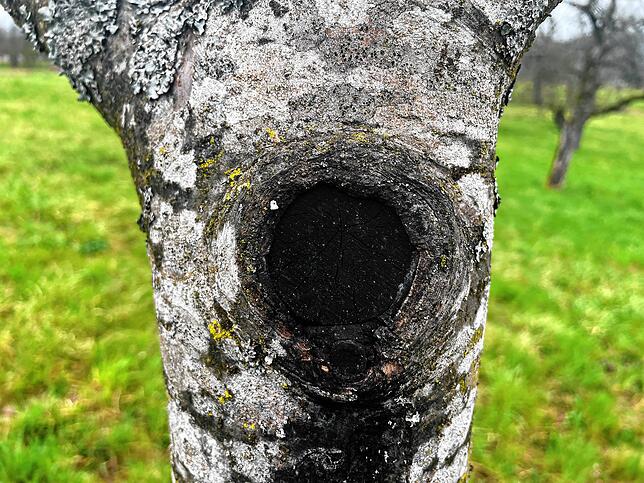 Macht seinem Namen alle Ehre. Der Schwarze Rindenbrand lässt den infizierten Baum leicht verbrannt aussehen.