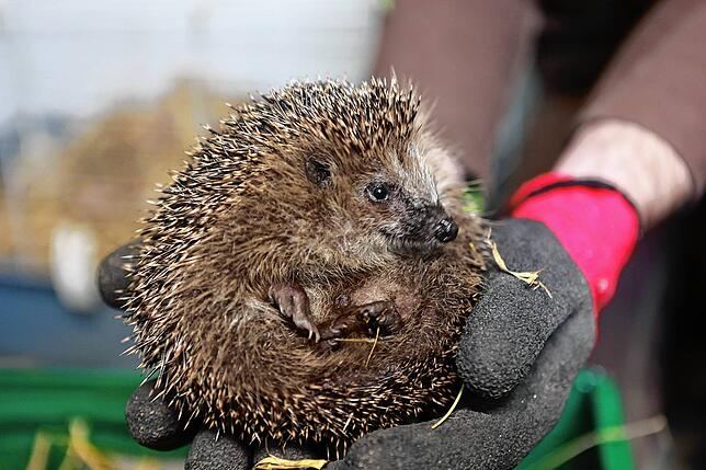 Ein kleiner Igel wird von einem Tierpfleger in der Wildtieraufnahmestation im Tiergarten Halberstadt untersucht.