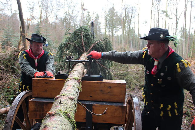 Bild 7: So kommt der Narrenbaum vom Wald in die Stadt