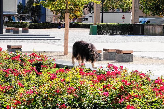 Ein Hund streunt durchs Blumenbeet – laut den Anwohnern kein ungewöhnliches Bild.