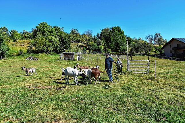 Auf dem Gnadenhof in Wallhausen finde alte Tiere nochmal ein schönes zu Hause.