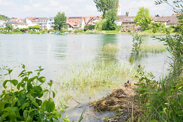 Die Gelege einiger Wasservögel haben den hohen Wasserstand nicht überstanden.