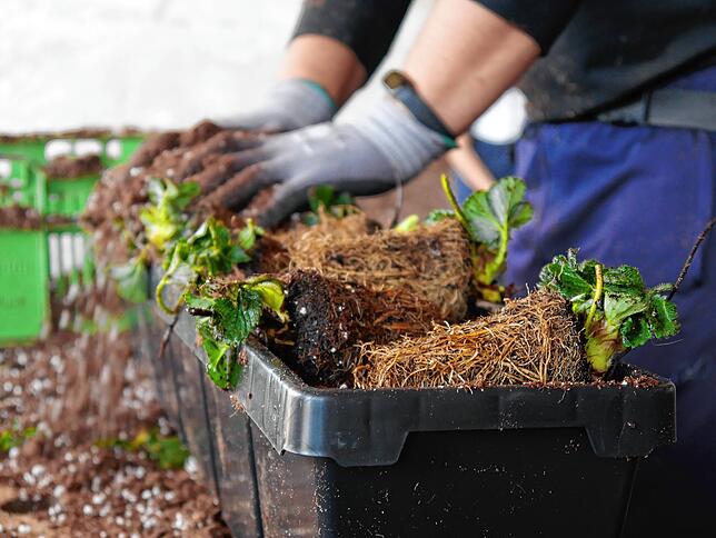 Die Setzlinge für die neuen Erdbeeren werden tiefgefroren auf den Schneble-Hof geliefert. Jüngst wurden die letzten 38.000 Stück gepflanzt.