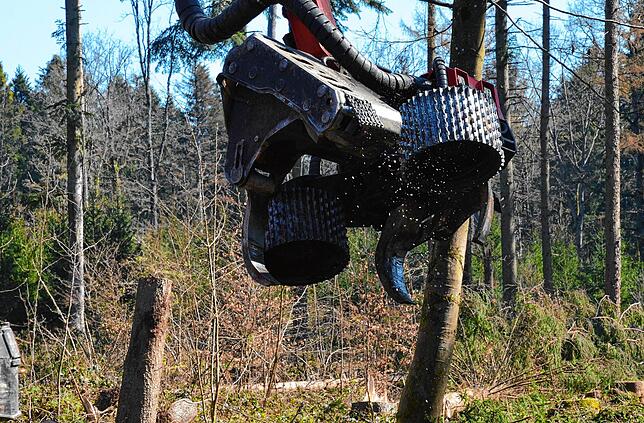 Bild 13: Wenn der Wald aufgeräumt wird: So laufen die Arbeiten im Gehau im Süden Markdorfs ab