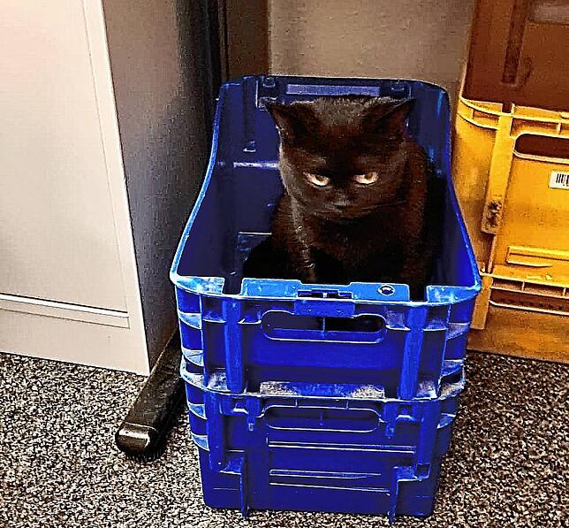 In dieser Postkiste hat die schwarze Katze gleich Zuflucht gesucht, nachdem die Rathaus-Mitarbeiter den Karton geöffnet haben.