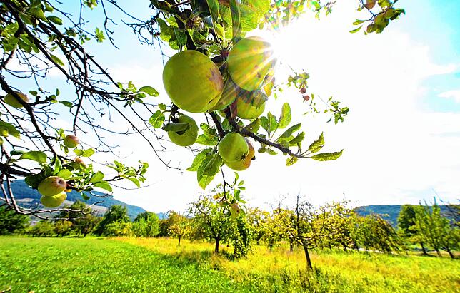 Äpfel auf einer Streuobst-Wiese. Bis zu 5000 Arten finden auf einer Streuobstwiese Unterschlupf. Das macht die Areale so wertvoll.