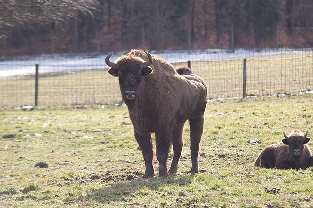 Im Wildpark Allensbach gibt es viele verschiedene Tiere zu bestaunen.
