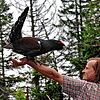 Forstwirt Michael Rüttiger mit einem balzenden Auerhahn auf dem Arm. Befindet sich ein Auerhahn in Paarungsbereitschaft, balzt er alles ...