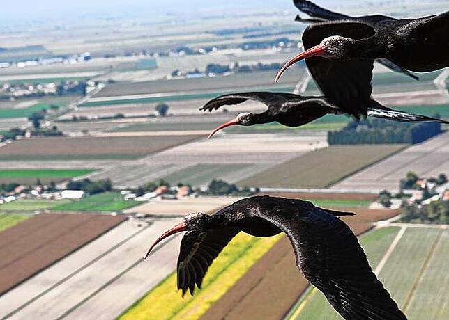 Waldrappe beim Flug über Italien.