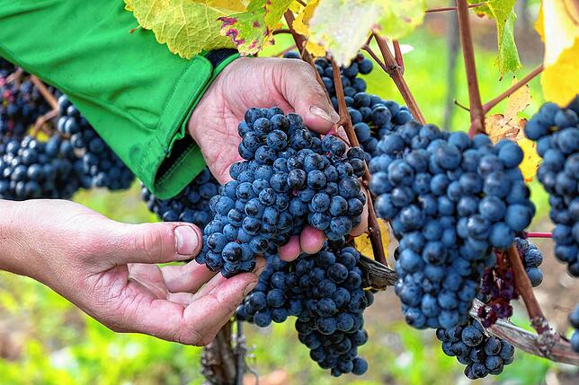 Auch heute werden am Hochrhein noch Weinberge bewirtschaftet, wie etwa hier in Erzingen. Bild: Peter Rosa