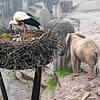 Die Horste der Weißstörche können auf dem gesamten Gelände des Basler Zoos gesichtet werden (Archivbild). Um Ostern herum wird es ...