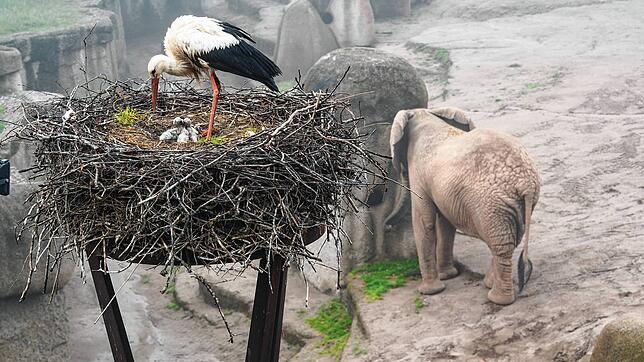 Die Horste der Weißstörche können auf dem gesamten Gelände des Basler Zoos gesichtet werden (Archivbild). Um Ostern herum wird es ...