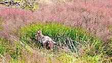 Das Bild der Forstlichen Versuchs- und Forschungsanstalt zeigt den jungen Wolf.