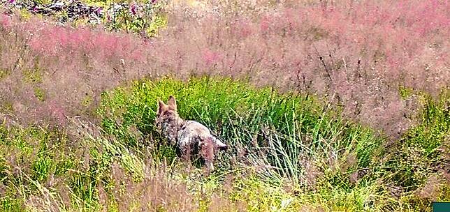 Das Bild der Forstlichen Versuchs- und Forschungsanstalt zeigt den jungen Wolf.